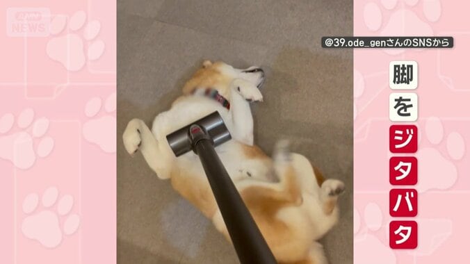 おなかを吸われてジタバタ