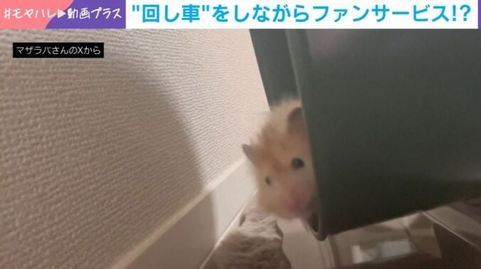 キミマロくん
