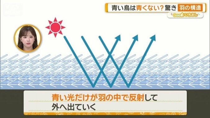 青い光だけが羽の中で反射