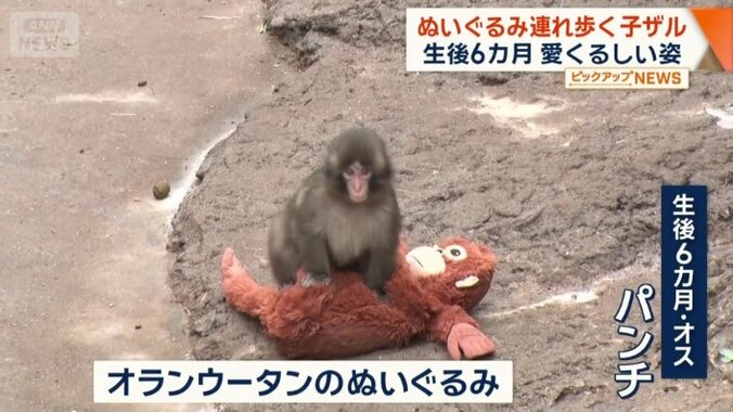 生後6カ月のオス・パンチ