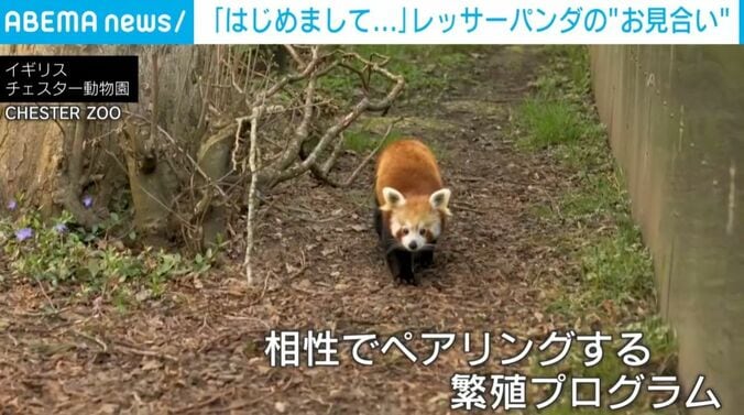 レッサーパンダ