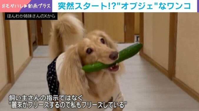 ミニチュアダックスフント・麗來ちゃん