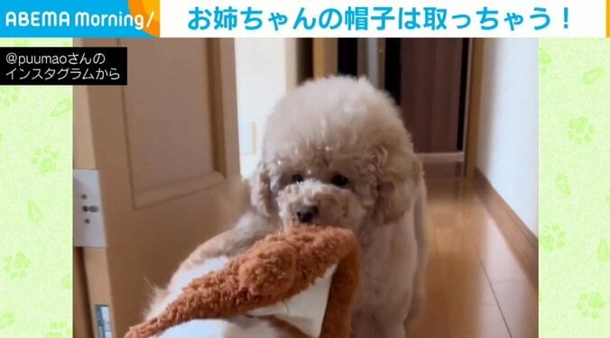 姉チワワの帽子をあの手この手で奪う犬  取られた側も気づかない？まさかの高等テクニックが話題 1枚目