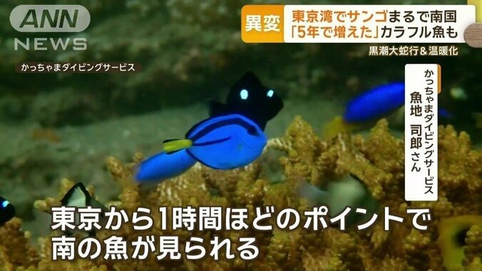 「南の魚が見られる」