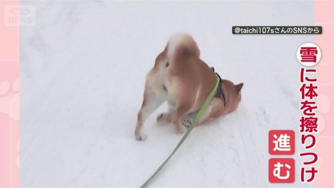 雪にスリスリ