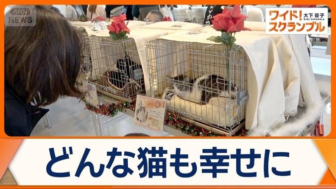 知られざる保護猫事情とは？　譲渡会へ…主催者の思い　天皇ご一家の猫「美海」も話題 1枚目