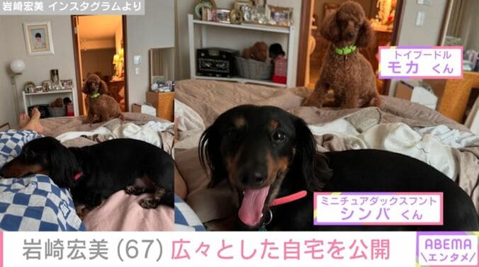 岩崎宏美の愛犬