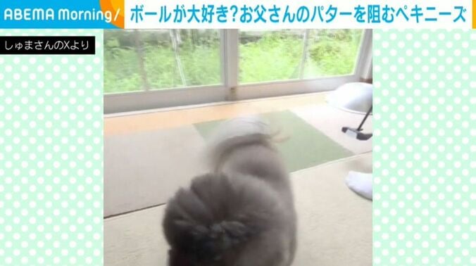 ペキニーズの朱鞠くん