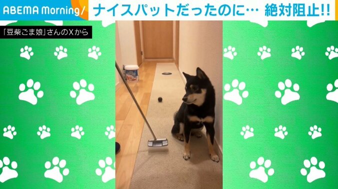 柴犬のゴマちゃん（3歳）