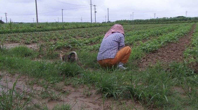 めんそーれニャン！  沖縄・石垣島の「美ら猫」たちにほっこり 6枚目