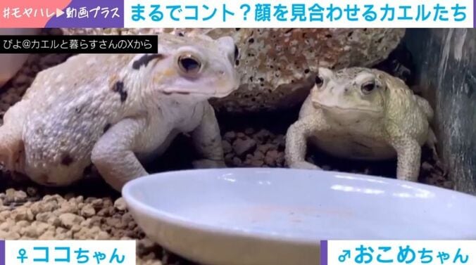 アズマヒキガエル