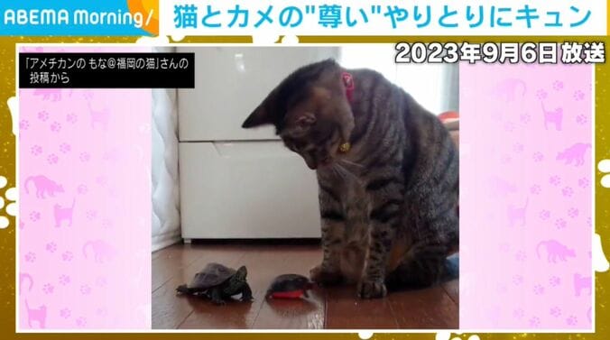 カメの軍曹くんと猫の小雪ちゃん