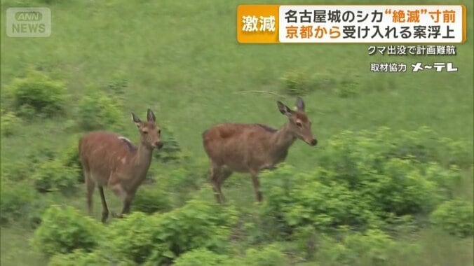 名古屋城に住み着くシカ2頭