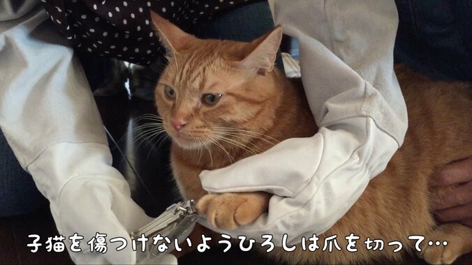 「僕、お兄ちゃんになるの？」 茶トラ猫“ひろし”に可愛すぎる兄妹誕生 4枚目