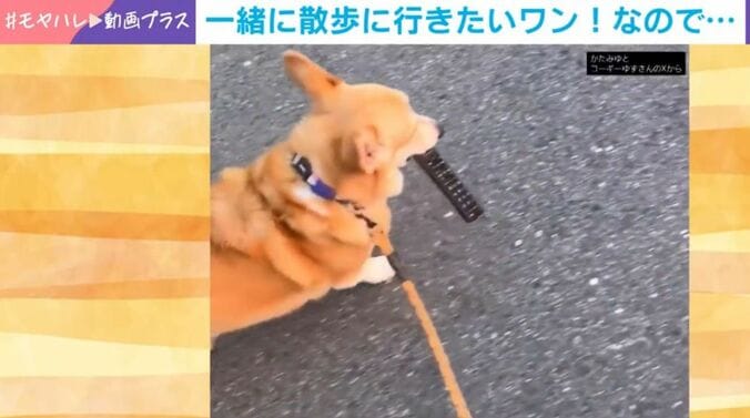 ゆずちゃん