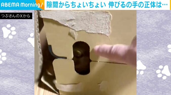 ネコのつぶちゃん