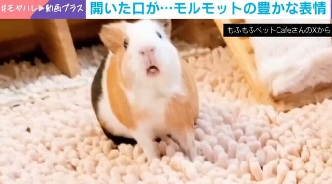 モルモットのみたらしちゃん