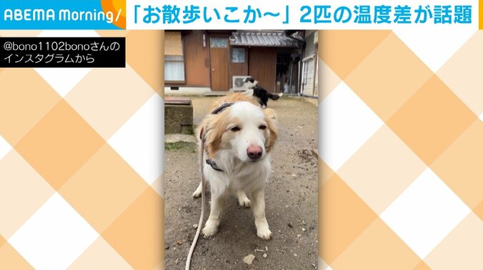 犬・オルガくん（6歳）と後ろではしゃいでいる犬・ボノくん（12歳）