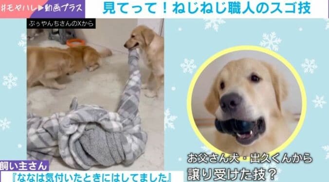 ゴールデンレトリバーのななちゃん