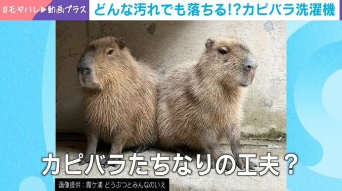 2匹のカピバラ