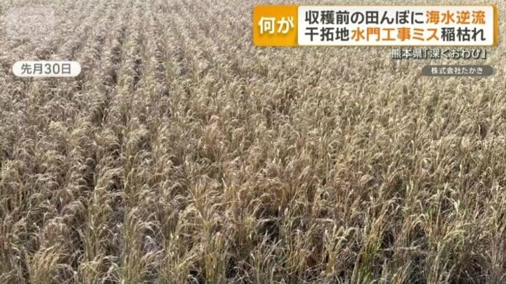 土壌に残された“塩分”深刻