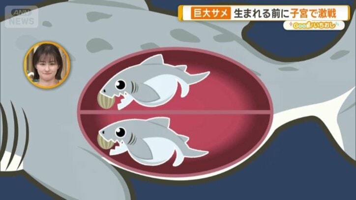 おなかの中で赤ちゃんが共食いをしあって生まれてくる