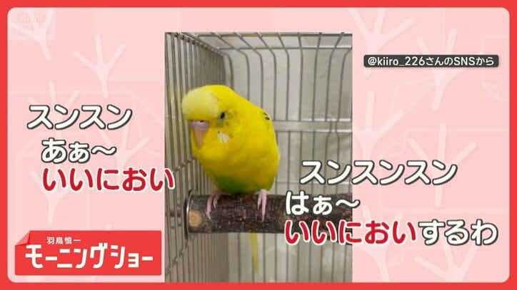 「はぁ~いいにおい~」「くっさ~」 連呼するインコさん 言葉の意味を理解してる?