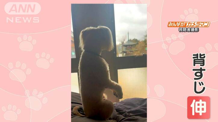 背筋ピーン！　直立不動　窓から飼い主を見送るワンちゃん　なぜ背筋伸ばして見てる？