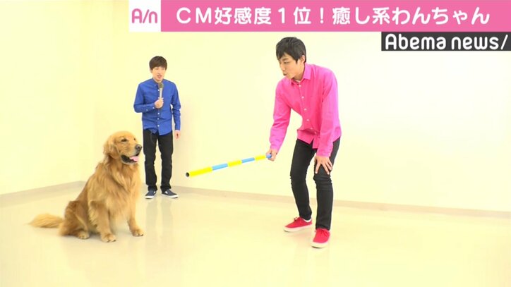 18年 戌年 のブレイクは必至か Cmや企業pr Snsで活躍する タレント犬 その他 Abema Times