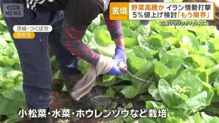 小松菜や水菜、ホウレンソウなどを栽培