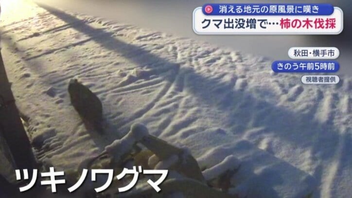 10日の早朝にツキノワグマが現れた