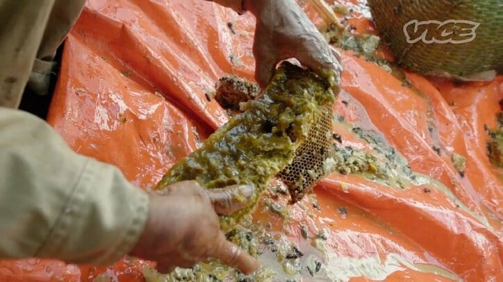 「快楽のためじゃない」幻覚誘うネパールの蜂蜜、過酷な採取現場に密着