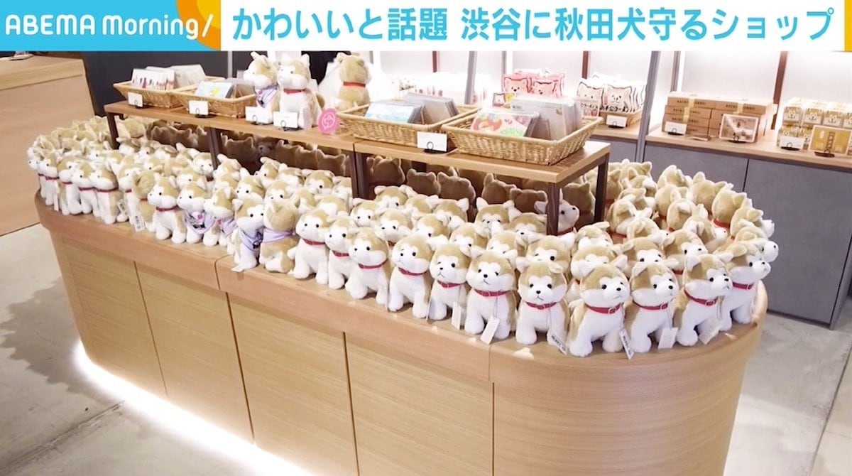 忠犬ハチ公」のぬいぐるみがかわいいと話題 渋谷に秋田犬を守るショップ 売上の一部を保存・保護に寄付 | 経済・IT | ABEMA TIMES