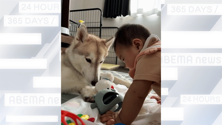おもちゃを“見せ合いっこ” 赤ちゃんとシベリアンハスキー - 【週刊BUZZ動画】いまバズってる動画をピックアップ! - BUZZ動画 (ニュース) | 無料動画・見逃し配信を見るなら | ABEMA