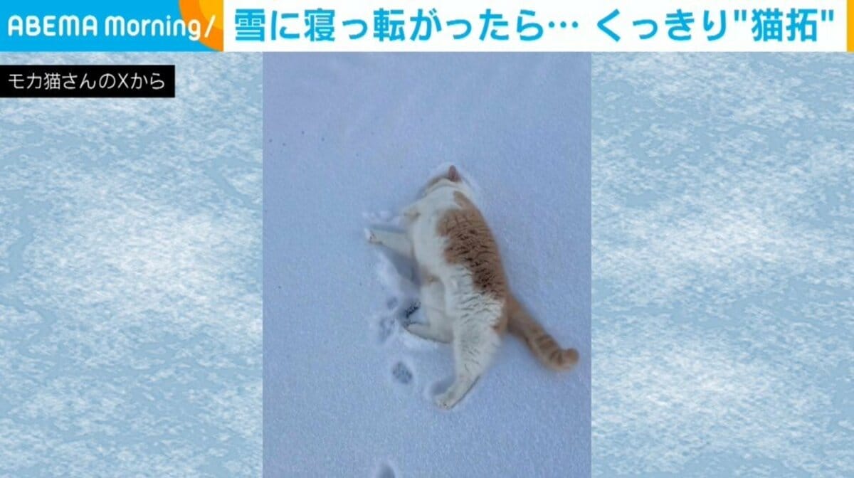 雪猫 雪鞋猫，一个新的品种，原产于美国，在白色背景上孤立——图库图片