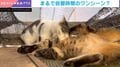 じゃれ合う子猫が突然フリーズ→“先生が来た時の小学生”すぎる反応に「なにもやってませんよ感が凄い」「わかっててやる感じ可愛いよね笑」「先生が来ますよ～」などの声