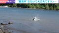 溺れてる!? → 実は浅瀬！ 壊滅的に泳ぎが下手な犬のバタバタ劇が話題