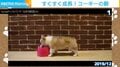 衝撃！300日間で胴だけが“画角外”へ！コーギーの成長記録に「誰だ食パンの発酵過程って言ったやつｗ」