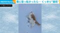 冷たいニャ～！ 雪に寝転がる猫 立ち去ったあとに残った見事な“猫拓”に反響多数