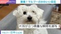 ぴこっ！ふわふわマルプーの“貴重な瞬間”をとらえた動画に 「耳が引力に負けた瞬間」と癒しの声続々