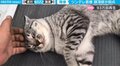 飼い主の“ひと撫で”にツンデレ猫が骨抜き状態…あまりの変貌ぶりに「まるで秘孔」驚きの声