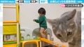 「お前らどっちも運動神経w」幼い男の子と猫の“どんくさい”動きに「たった15秒で世界がやさしくなった」「猫を見て育った赤ちゃん」