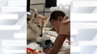 【映像】赤ちゃんとシベリアンハスキーがおもちゃ見せ合いっこする様子