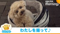 【映像】キメ顔で写り込む犬