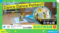 歌いながら“ペタペタ”と踊るインコ