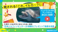 【映像】もっととってこよ! 器用にナマコを運んでくるイルカ