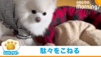 【映像】分かりやすく、拗ねてしまった犬