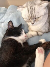 アレクサンダー『何度か書こうとしたけど』