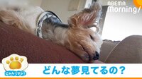 【映像】寝ているのに? 尻尾が激しく動いて“喜ぶ”犬