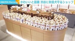 「忠犬ハチ公」のぬいぐるみがかわいいと話題 渋谷に秋田犬を守るショップ 売上の一部を保存・保護に寄付